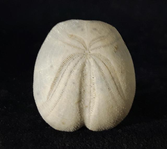 Heteraster oblongus (BRONGNIART 1821) - Bild © FossNet FossilienStore